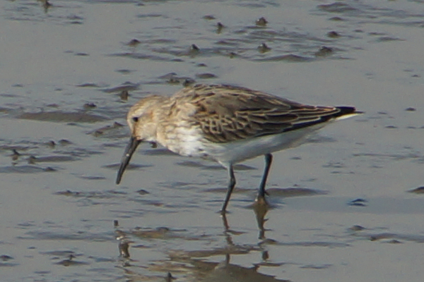 kleine strandloper