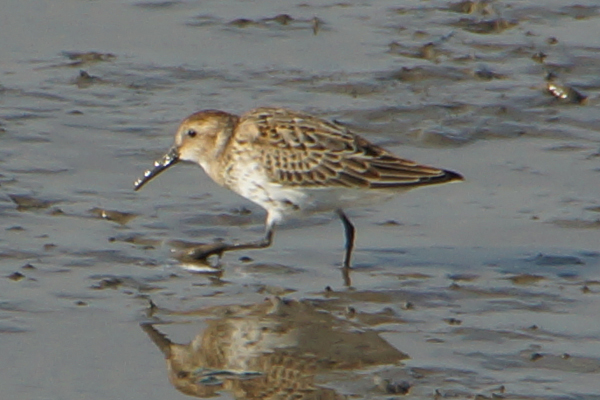 kleine strandloper