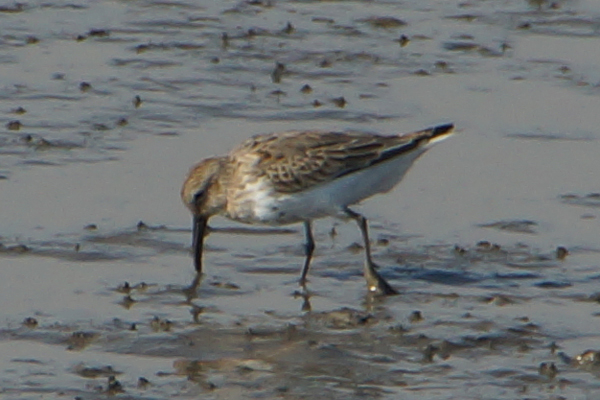 kleine strandloper