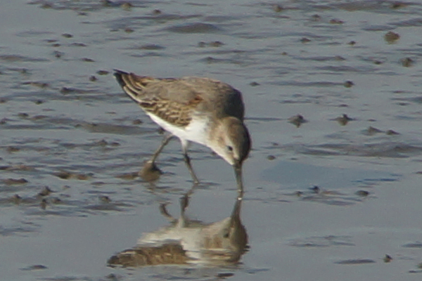 kleine strandloper