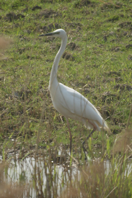 kleine zilverreiger