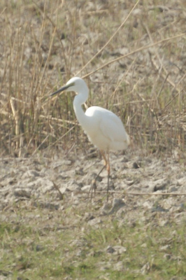 kleine zilverreiger