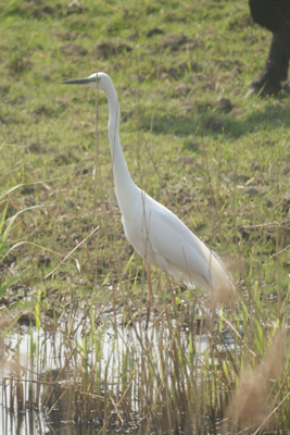 kleine zilverreiger