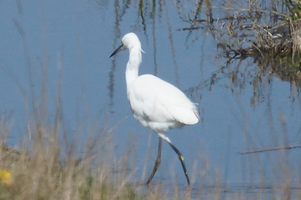 kleine zilverreiger