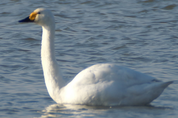kleine zwaan