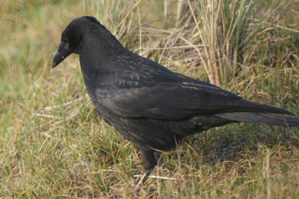 kraai
