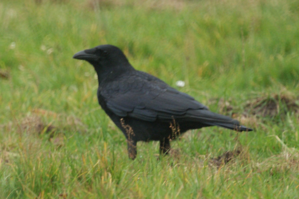kraai