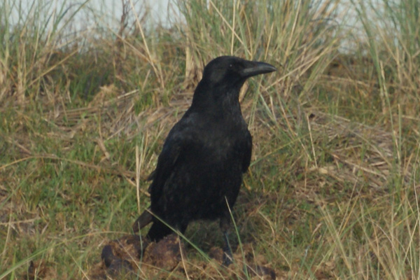 kraai
