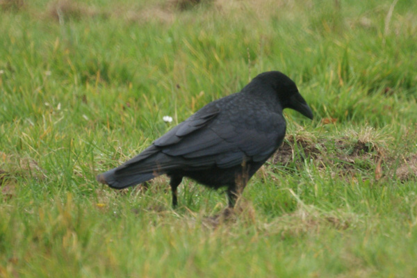 kraai