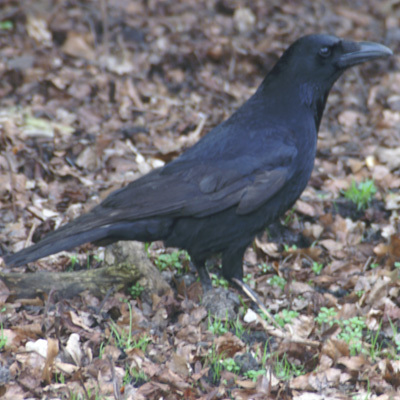 kraai