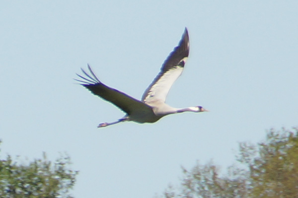 kraanvogel