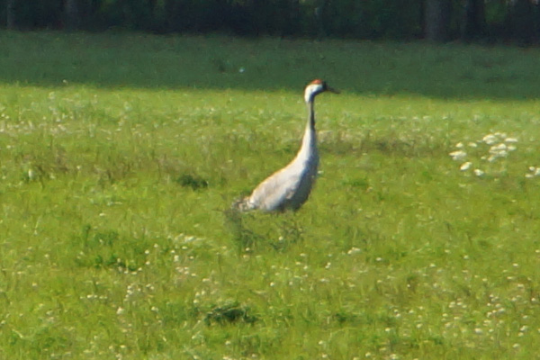 kraanvogel