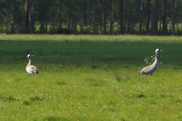 kraanvogel