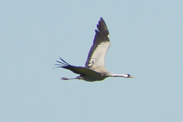 kraanvogel