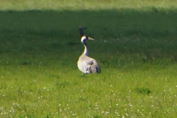 kraanvogel
