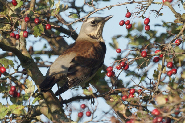 kramsvogel