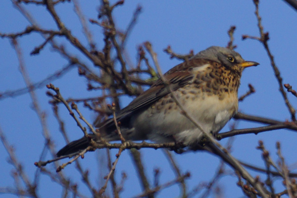 kramsvogel