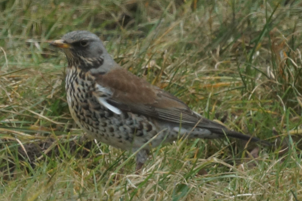kramsvogel