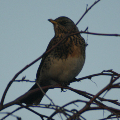 kramsvogel