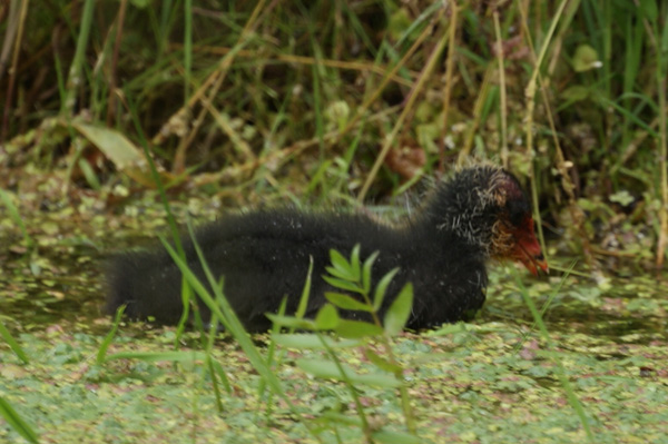 meerkoet