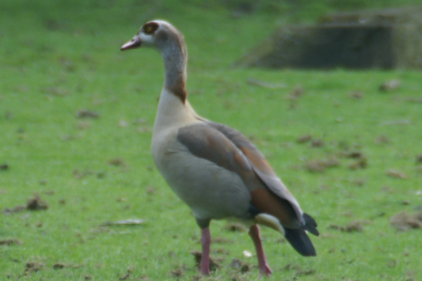 nijlgans