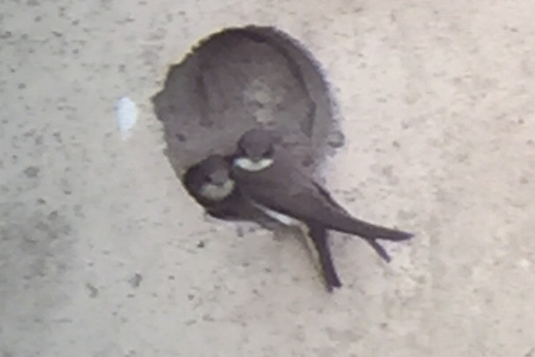 oeverzwaluw