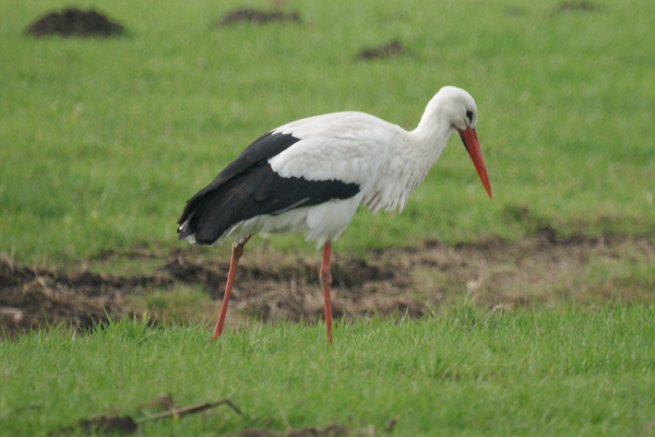 ooievaar