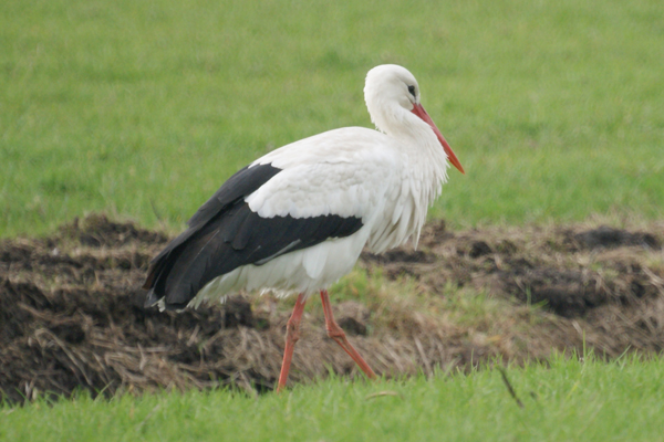 ooievaar