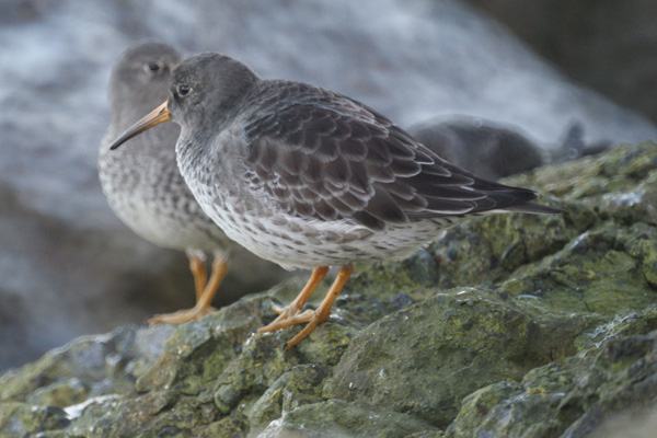 paarse strandloper