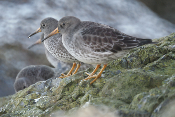paarse strandloper