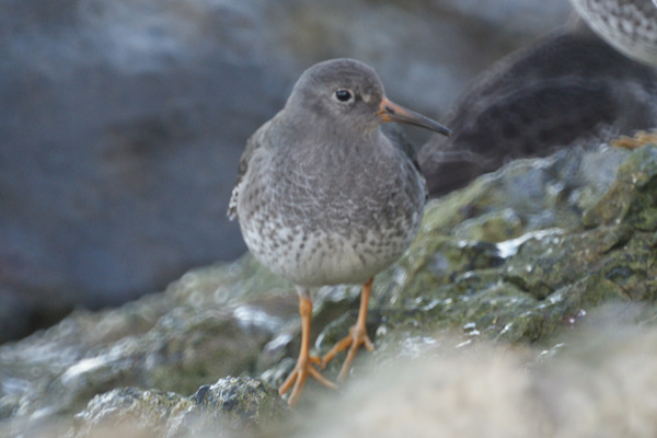 paarse strandloper