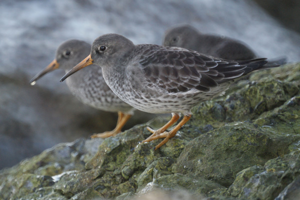 paarse strandloper