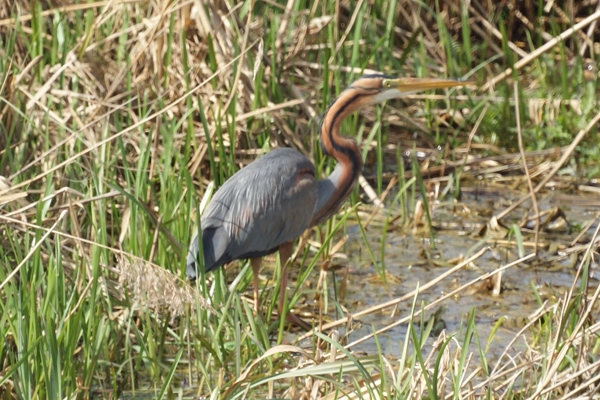 purperreiger