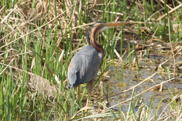 purperreiger