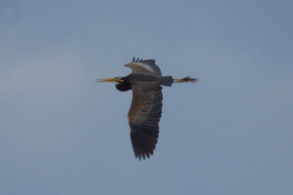 purperreiger