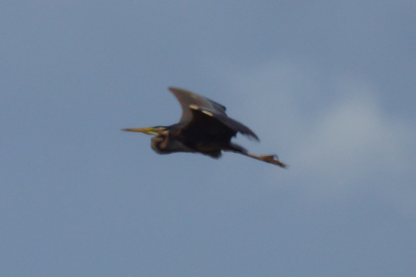 purperreiger