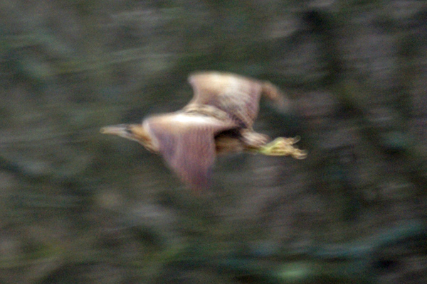 roerdomp