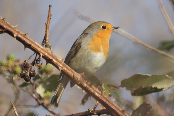 roodborst