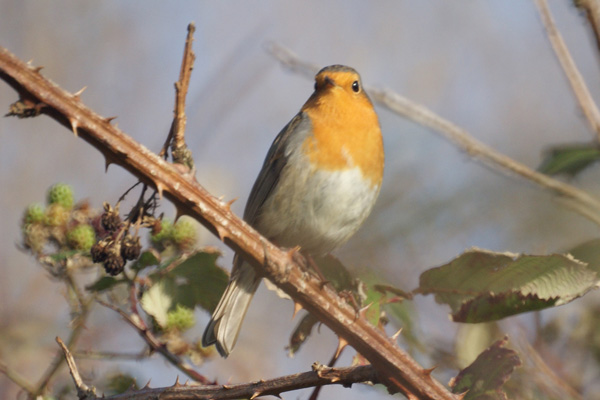 roodborst