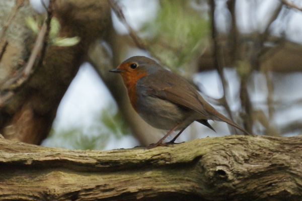 roodborst