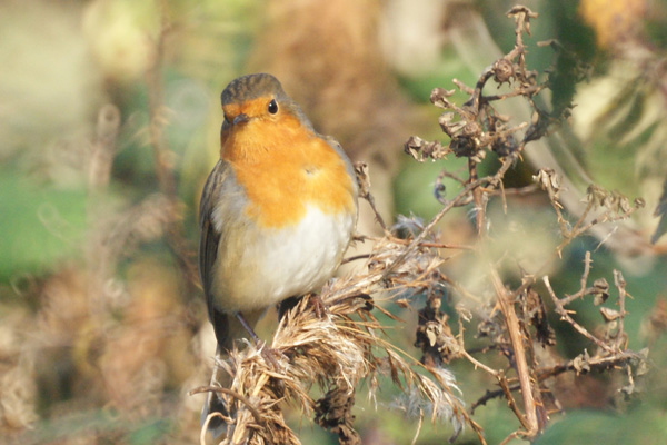 roodborst