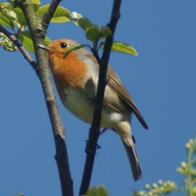 roodborst
