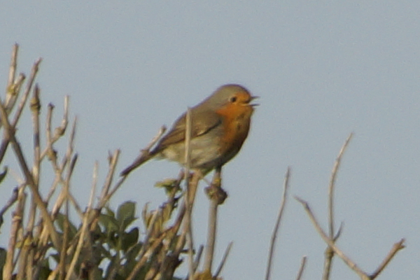 roodborst