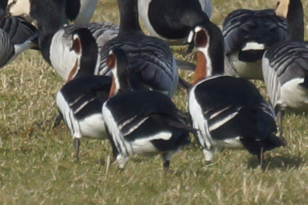 roodhalsgans