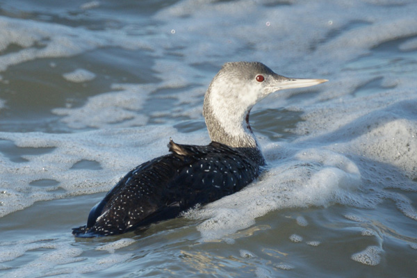 roodkeelduiker