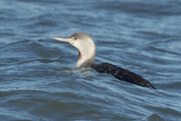 roodkeelduiker