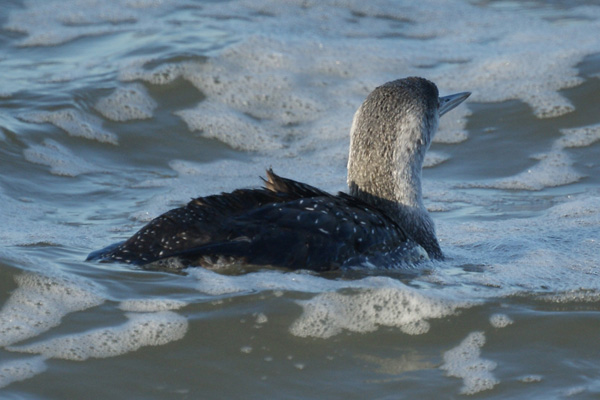 roodkeelduiker