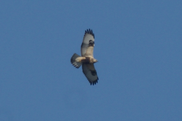 ruigpootbuizerd