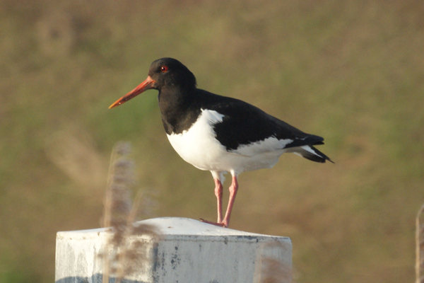 scholekster