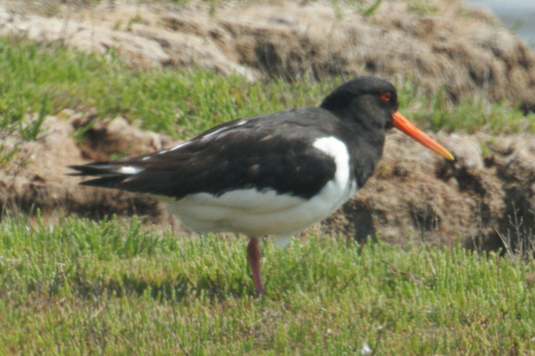 scholekster